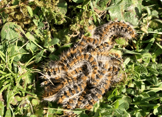 Chenilles
